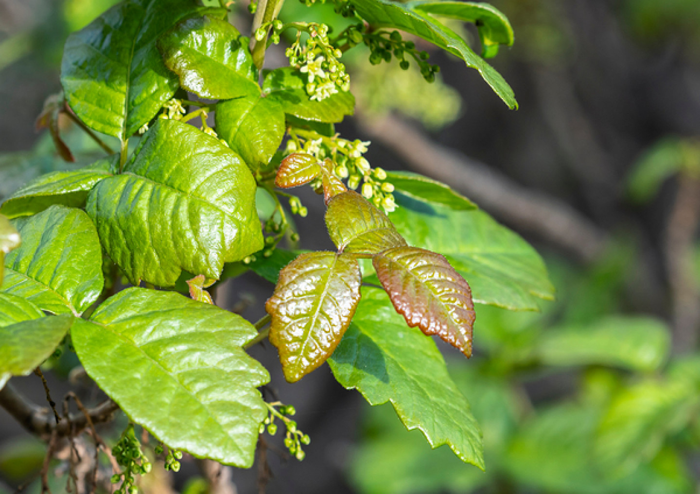 vegetation